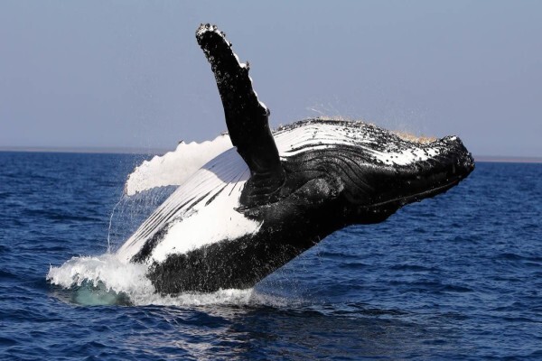 Capescape Private Tours & Guided Mountain Walks