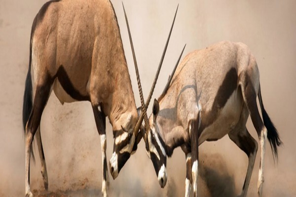 Cape Town Hunting Safaris