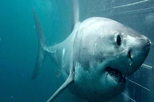 Cape Town Hunting Safaris