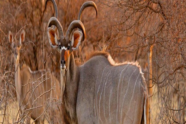 Cape Town Hunting Safaris