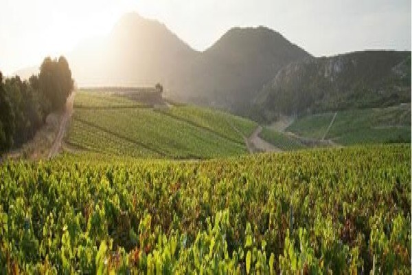 Cape Winemakers Guild