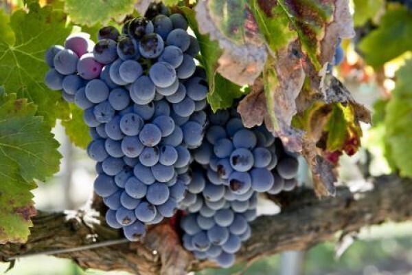 Cape Winemakers Guild