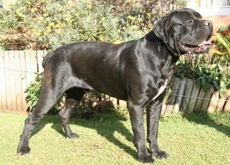 Carogan Cane Corso'S And Boston Terriers