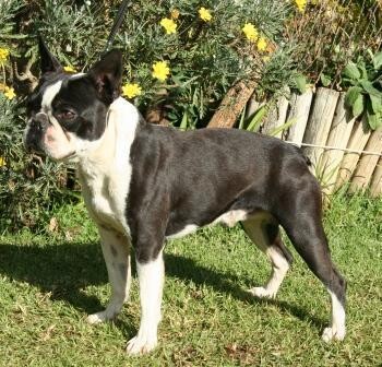 Carogan Cane Corso'S And Boston Terriers
