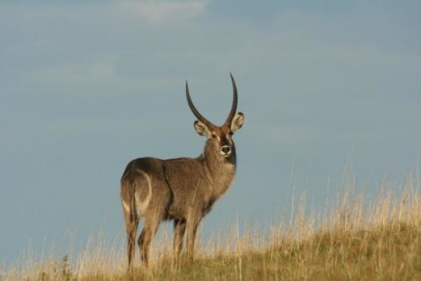 Carros Guesthouse & Game Farm
