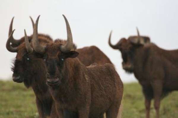 Carros Guesthouse & Game Farm