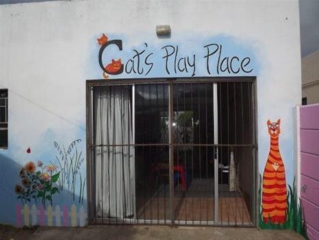 Cats Play Place