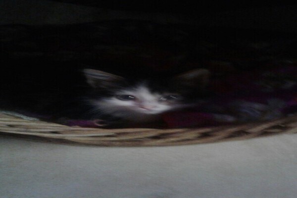 Cats' 9 Lives