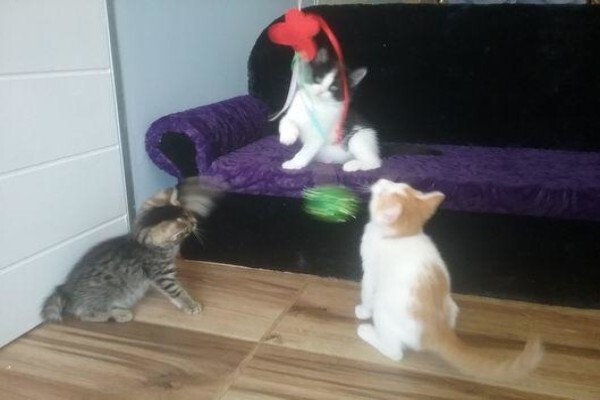 Cats' 9 Lives