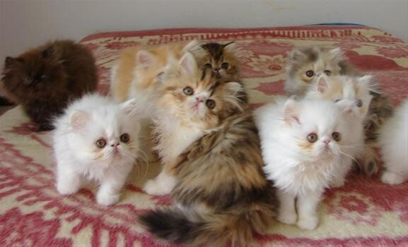 Caziggi Persians