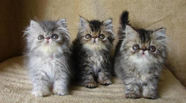 Caziggi Persians