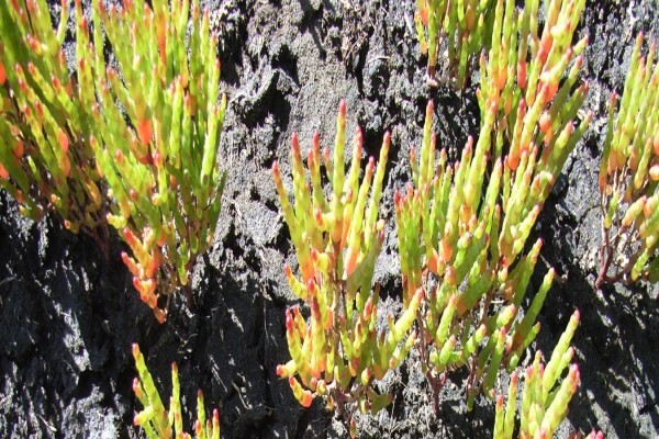 Steenbok Nature Reserve