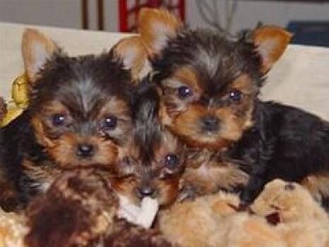 Valmontique Yorkshire Terrier Kennels