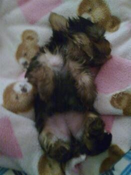 Valmontique Yorkshire Terrier Kennels