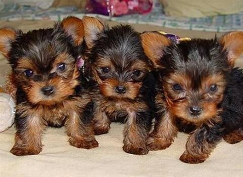 Valmontique Yorkshire Terrier Kennels