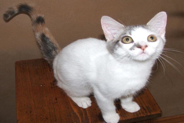 Vande Bald Sphynx