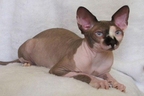 Vande Bald Sphynx