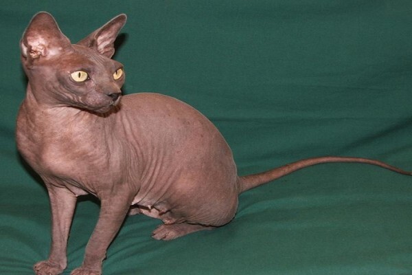 Vande Bald Sphynx