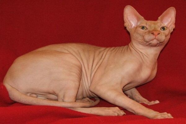 Vande Bald Sphynx