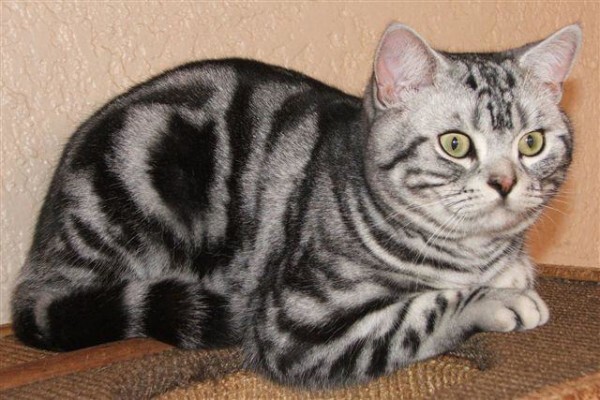 Vande Bald Sphynx