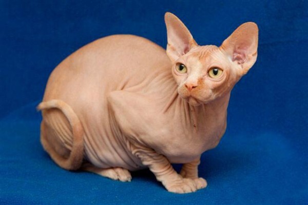 Vande Bald Sphynx