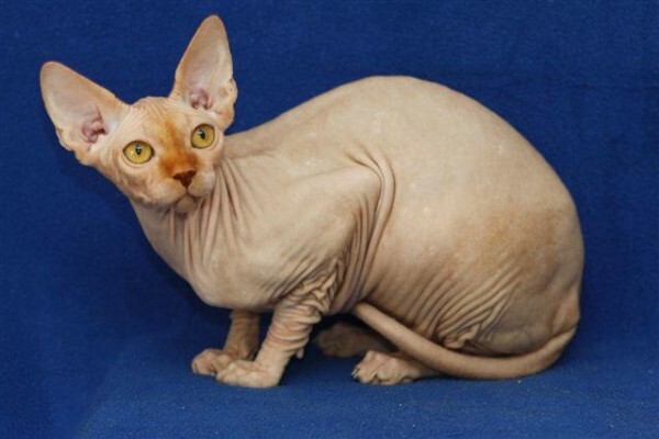 Vande Bald Sphynx