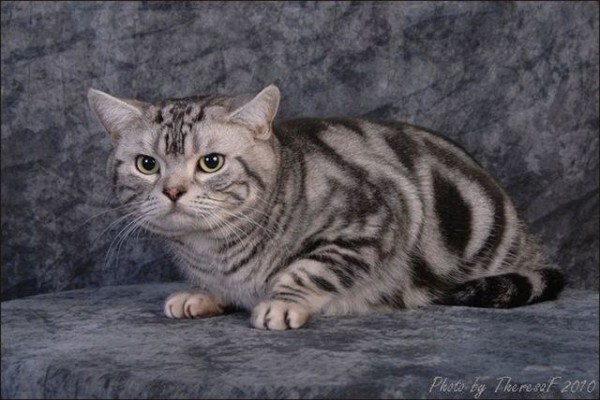 Vande Bald Sphynx