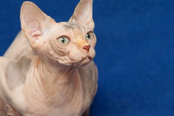 Vande Bald Sphynx