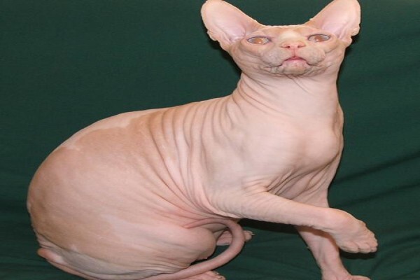 Vande Bald Sphynx