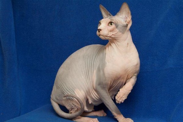 Vande Bald Sphynx