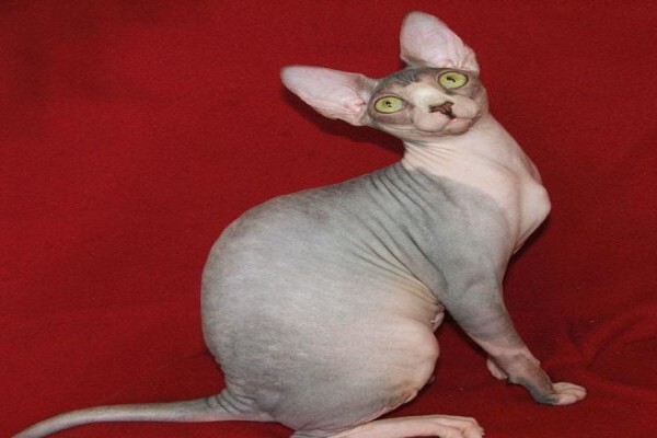 Vande Bald Sphynx