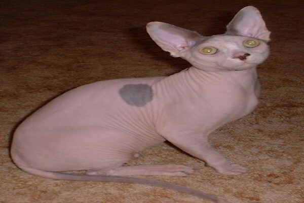 Vande Bald Sphynx