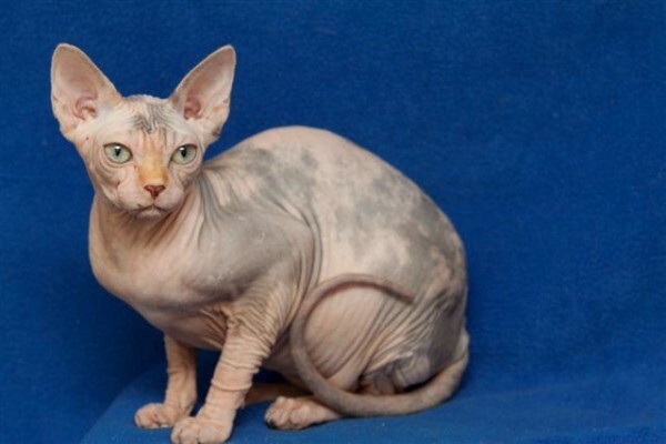 Vande Bald Sphynx