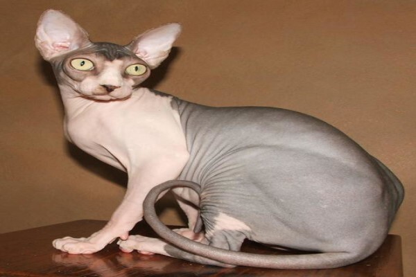 Vande Bald Sphynx