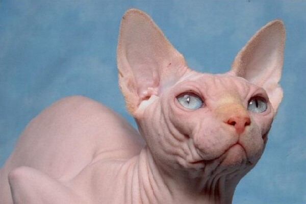 Vande Bald Sphynx