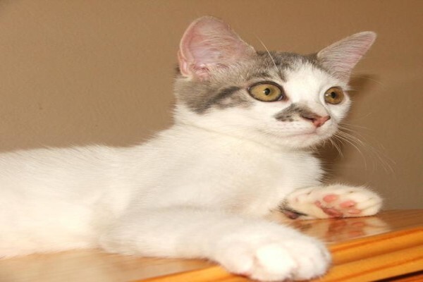 Vande Bald Sphynx