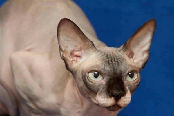 Vande Bald Sphynx