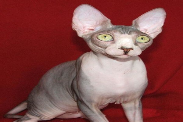 Vande Bald Sphynx