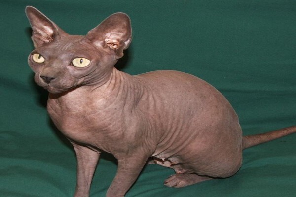 Vande Bald Sphynx