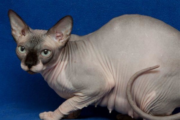 Vande Bald Sphynx