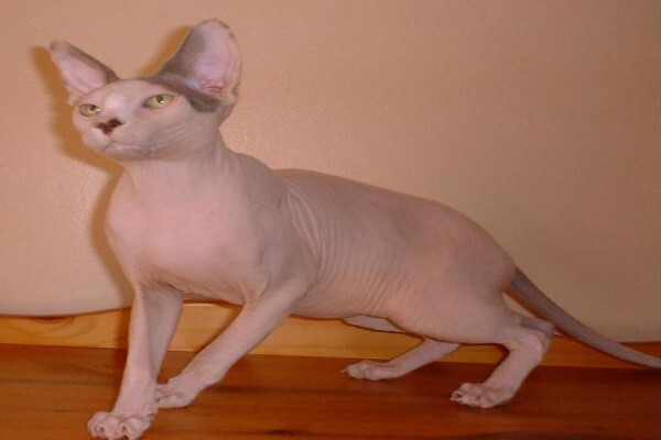Vande Bald Sphynx