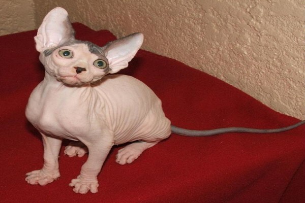 Vande Bald Sphynx