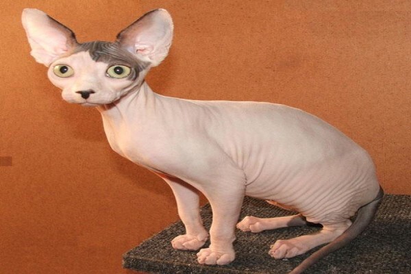 Vande Bald Sphynx