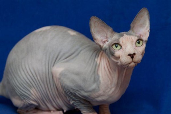 Vande Bald Sphynx