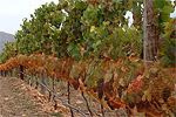 Vine Net Services Trading As Vinnet