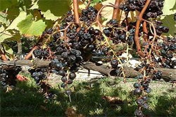 Vine Net Services Trading As Vinnet