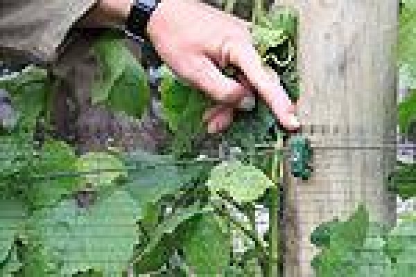 Vine Net Services Trading As Vinnet