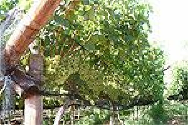 Vine Net Services Trading As Vinnet