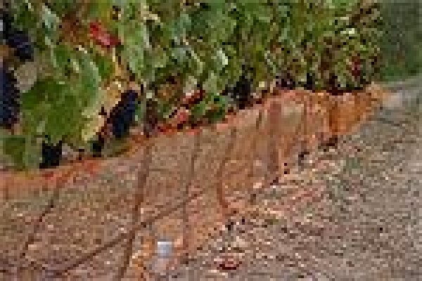 Vine Net Services Trading As Vinnet