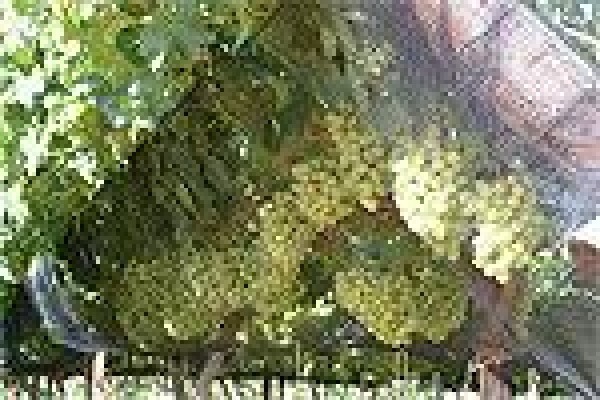 Vine Net Services Trading As Vinnet
